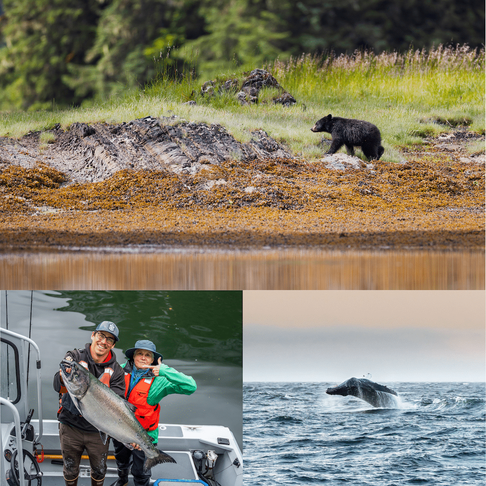 Alaska Most Unique Cruise Line - Kelp Bay